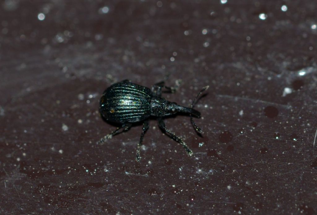 apionidae da ID